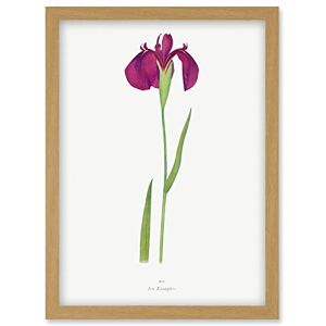 Artery8 - Japan Water Iris Illustration - Framed Wall Art Artery8 - Japan Water Iris Illustration - Framed Wall Art