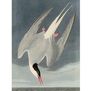 Artery8 Audubon Birds America Arctic Tern Large Wall Art Poster Print Thick Paper 18X24 Inch Artery8 Audubon Birds America Arctic Tern Large Wall Art Poster Print Thick Paper 18X24 Inch
