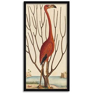 Wee Blue Coo Catesby Flamingo Bird Zoology Long Panel Framed Wall Art Print Wee Blue Coo Catesby Flamingo Bird Zoology Long Panel Framed Wall Art Print