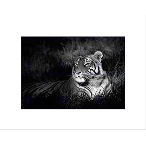 Wee Blue Coo BENGAL TIGER BLACK WHITE SITTING BLACK FRAME FRAMED ART PRINT PICTURE B12X8680 Wee Blue Coo BENGAL TIGER BLACK WHITE SITTING BLACK FRAME FRAMED ART PRINT PICTURE B12X8680