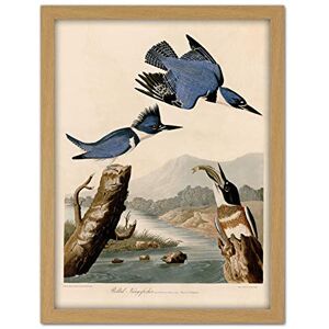 Artery8 Audubon Birds America Belted Kingfisher Artwork Framed Wall Art Print 18X24 Inch Artery8 Audubon Birds America Belted Kingfisher Artwork Framed Wall Art Print 18X24 Inch