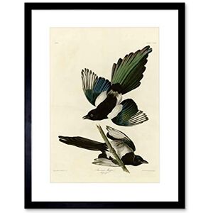 Wee Blue Coo Painting Book Page Birds America Audubon American Magpie Framed Wall Art Print Wee Blue Coo Painting Book Page Birds America Audubon American Magpie Framed Wall Art Print