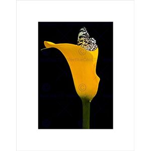 Wee Blue Coo YELLOW FLOWER BLACK WHITE BUTTERFLY BLACK FRAMED ART PRINT PICTURE B12X8669 Wee Blue Coo YELLOW FLOWER BLACK WHITE BUTTERFLY BLACK FRAMED ART PRINT PICTURE B12X8669