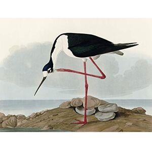 Artery8 Audubon Birds Long Leg Avocet Painting Premium Wall Art Canvas Print 18X24 Inch Artery8 Audubon Birds Long Leg Avocet Painting Premium Wall Art Canvas Print 18X24 Inch