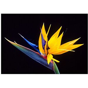 Wee Blue Coo Photo Nature Plant Flower Bird Paradise Exotic Beautiful Wall Art Print Wee Blue Coo Photo Nature Plant Flower Bird Paradise Exotic Beautiful Wall Art Print