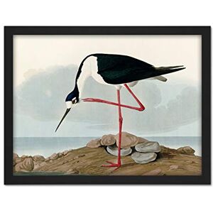 Artery8 Audubon Birds Long Leg Avocet Painting Artwork Framed Wall Art Print 18X24 Inch Artery8 Audubon Birds Long Leg Avocet Painting Artwork Framed Wall Art Print 18X24 Inch