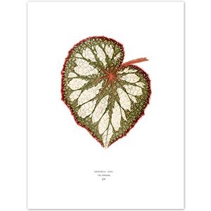 Wee Blue Coo Leaf Begonia Rex Nebulosa Art Print Canvas Premium Wall Decor Poster Wee Blue Coo Leaf Begonia Rex Nebulosa Art Print Canvas Premium Wall Decor Poster