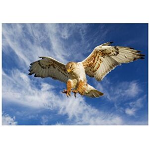 Wee Blue Coo Photo Nature Bird Prey Eagle Hunting Attack Wall Art Print Wee Blue Coo Photo Nature Bird Prey Eagle Hunting Attack Wall Art Print