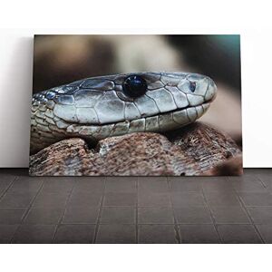 Big Box Art Viper Snake Canvas Print Gallery Wrapped 30mm Frame Wall Art 24x16 inches Ready to Hang Modern Animals Picture Living Room Bedroom Lounge Office Big Box Art Viper Snake Canvas Print Gallery Wrapped 30mm Frame Wall Art 24x16 inches Ready to Hang Modern Animals Picture Living Room Bedroom Lounge Office