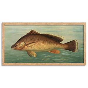 Artery8 Petrie North American Fishes Drum Illustration Framed Wall Art Print Long 25X12 Inch Artery8 Petrie North American Fishes Drum Illustration Framed Wall Art Print Long 25X12 Inch