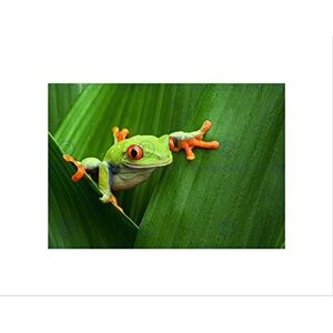 Wee Blue Coo RED EYED TREE FROG CLIMBING LEAF BLACK FRAME FRAMED ART PRINT PICTURE B12X8614 Wee Blue Coo RED EYED TREE FROG CLIMBING LEAF BLACK FRAME FRAMED ART PRINT PICTURE B12X8614