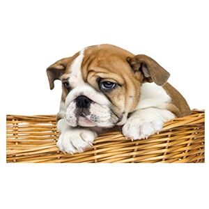 Wee Blue Coo Photo Composition Dog Puppy English Bulldog Cute Basket Wall Art Print Wee Blue Coo Photo Composition Dog Puppy English Bulldog Cute Basket Wall Art Print