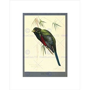 Wee Blue Coo PAINTING ABYSSINIA BIRD MAMMAL FUERTES NARINA TROGON FRAMED ART PRINT B12X12862 Wee Blue Coo PAINTING ABYSSINIA BIRD MAMMAL FUERTES NARINA TROGON FRAMED ART PRINT B12X12862
