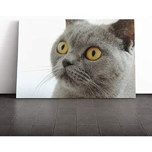 Big Box Art British Shorthair Cat Canvas Print Gallery Wrapped 30mm Frame Wall Art 30x20 inches Ready to Hang Modern Animals Picture Living Room Bedroom Lounge Office Big Box Art British Shorthair Cat Canvas Print Gallery Wrapped 30mm Frame Wall Art 30x20 inches Ready to Hang Modern Animals Picture Living Room Bedroom Lounge Office