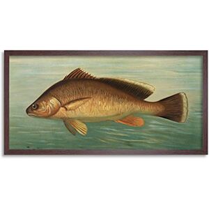 Artery8 Petrie North American Fishes Drum Illustration Framed Wall Art Print Long 25X12 Inch Artery8 Petrie North American Fishes Drum Illustration Framed Wall Art Print Long 25X12 Inch