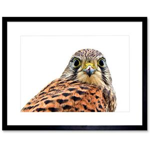 Wee Blue Coo Kestrel Bird Prey Raptor Close Up Art Picture Framed Wall Art Print Wee Blue Coo Kestrel Bird Prey Raptor Close Up Art Picture Framed Wall Art Print