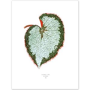 Wee Blue Coo Leaf Begonia Rex Var Grandis Art Print Canvas Premium Wall Decor Poster Wee Blue Coo Leaf Begonia Rex Var Grandis Art Print Canvas Premium Wall Decor Poster