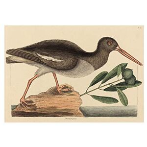Wee Blue Coo Painting Nature Bird Catesby Oyster Catcher Wall Art Print Wee Blue Coo Painting Nature Bird Catesby Oyster Catcher Wall Art Print