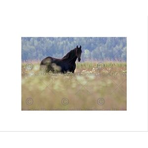 Wee Blue Coo Photo Animal Composition Portrait Black Horse Field Wall Art Print Wee Blue Coo Photo Animal Composition Portrait Black Horse Field Wall Art Print