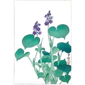 Wee Blue Coo Blooming Hosta Ohara Koson Large Wall Art Print Canvas Premium Poster Wee Blue Coo Blooming Hosta Ohara Koson Large Wall Art Print Canvas Premium Poster