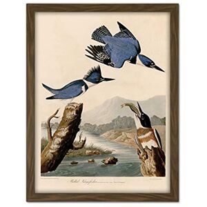 Artery8 Audubon Birds America Belted Kingfisher Artwork Framed Wall Art Print 18X24 Inch Artery8 Audubon Birds America Belted Kingfisher Artwork Framed Wall Art Print 18X24 Inch