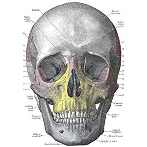 Wee Blue Coo PAINTING DRAWING DIAGRAM HUMAN SKULL BONE ANATOMY FRAMED ART PRINT B12X13574 Wee Blue Coo PAINTING DRAWING DIAGRAM HUMAN SKULL BONE ANATOMY FRAMED ART PRINT B12X13574