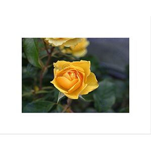 Wee Blue Coo NATURE BOTANY YELLOW ROSE TEXAS PLANT BLACK FRAMED ART PRINT PICTURE B12X4032 Wee Blue Coo NATURE BOTANY YELLOW ROSE TEXAS PLANT BLACK FRAMED ART PRINT PICTURE B12X4032