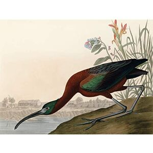 Artery8 Audubon Birds Glossy Ibis Painting Premium Wall Art Canvas Print 18X24 Inch Artery8 Audubon Birds Glossy Ibis Painting Premium Wall Art Canvas Print 18X24 Inch