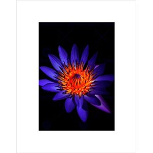 Wee Blue Coo PASSION FLOWER VIBRANT BLACK FRAME FRAMED ART PRINT PICTURE MOUNT B12X9295 Wee Blue Coo PASSION FLOWER VIBRANT BLACK FRAME FRAMED ART PRINT PICTURE MOUNT B12X9295