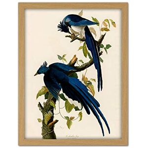 Artery8 Audubon Birds Columbia Jay Painting Artwork Framed Wall Art Print 18X24 Inch Artery8 Audubon Birds Columbia Jay Painting Artwork Framed Wall Art Print 18X24 Inch