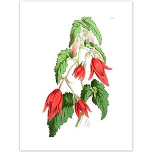 Fine Art Prints Flower Red Green Pointed Bell Art Print Canvas Premium Wall Decor Poster Fine Art Prints Flower Red Green Pointed Bell Art Print Canvas Premium Wall Decor Poster