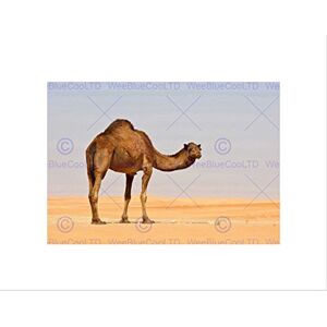 Wee Blue Coo Single Camel Sand Desert Black Frame Framed Art Print Picture Mount B12X9596 Wee Blue Coo Single Camel Sand Desert Black Frame Framed Art Print Picture Mount B12X9596