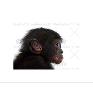 Wee Blue Coo PHOTO ANIMAL BABY BONOBO CHIMP CHIMPANZEE YOUNG FRAMED ART PRINT MOUNT B12X13284 Wee Blue Coo PHOTO ANIMAL BABY BONOBO CHIMP CHIMPANZEE YOUNG FRAMED ART PRINT MOUNT B12X13284