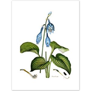 Fine Art Prints Flower Blue Day Lily Hemerocallis Caerulea Art Print Canvas Premium Wall Decor Poster Fine Art Prints Flower Blue Day Lily Hemerocallis Caerulea Art Print Canvas Premium Wall Decor Poster