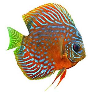 Wee Blue Coo Tropical Discus Fish Orange Afiche Cartel Imprimir Art Print Poster Wall Decor 12X16 Inch Wee Blue Coo Tropical Discus Fish Orange Afiche Cartel Imprimir Art Print Poster Wall Decor 12X16 Inch