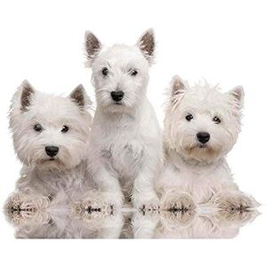 Wee Blue Coo Photograph Animal Dog Trio West Highland Terrier Westie Cute Art Print Poster Wall Decor 12X16 Inch Wee Blue Coo Photograph Animal Dog Trio West Highland Terrier Westie Cute Art Print Poster Wall Decor 12X16 Inch