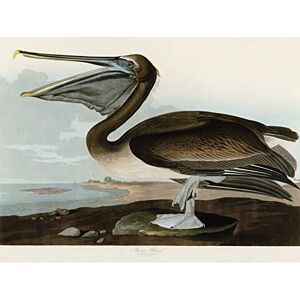 Artery8 Audubon Birds Pelican Brown Painting Premium Wall Art Canvas Print 18X24 Inch Artery8 Audubon Birds Pelican Brown Painting Premium Wall Art Canvas Print 18X24 Inch
