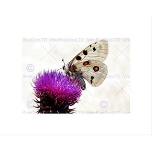 Wee Blue Coo Photo Animal Composition Butterfly Moth Thistle Wall Art Print Wee Blue Coo Photo Animal Composition Butterfly Moth Thistle Wall Art Print