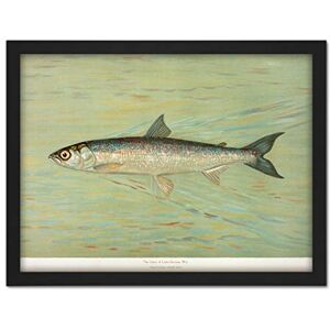 Artery8 Petrie North American Fishes Cisco Illustration Artwork Framed Wall Art Print 18X24 Inch Artery8 Petrie North American Fishes Cisco Illustration Artwork Framed Wall Art Print 18X24 Inch
