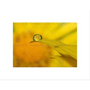 Wee Blue Coo WATER DEW DROP FLOWER REFLECTION YELLOW BLACK FRAMED ART PRINT PICTURE B12X8026 Wee Blue Coo WATER DEW DROP FLOWER REFLECTION YELLOW BLACK FRAMED ART PRINT PICTURE B12X8026
