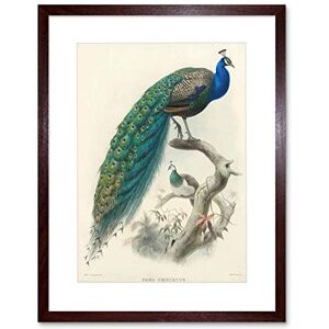 Wee Blue Coo Animal Peacock Bird Scientific Pavo Cristatus Picture Framed Wall Art Print Wee Blue Coo Animal Peacock Bird Scientific Pavo Cristatus Picture Framed Wall Art Print