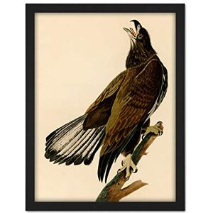 Artery8 Audubon Birds Eagle White Head Painting Artwork Framed Wall Art Print 18X24 Inch Artery8 Audubon Birds Eagle White Head Painting Artwork Framed Wall Art Print 18X24 Inch