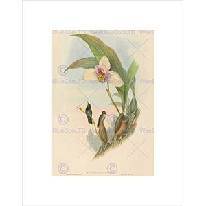 Wee Blue Coo Animal Gould Richter British Abeilles Hummingbird Wall Art Print Wee Blue Coo Animal Gould Richter British Abeilles Hummingbird Wall Art Print
