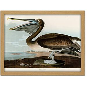Artery8 Audubon Birds Pelican Brown Painting Artwork Framed Wall Art Print 18X24 Inch Artery8 Audubon Birds Pelican Brown Painting Artwork Framed Wall Art Print 18X24 Inch