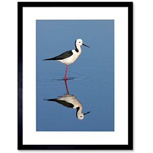 Wee Blue Coo Black Winged Stilt Reflection Bird Water Black Framed Art Print Picture B12X9674 Wee Blue Coo Black Winged Stilt Reflection Bird Water Black Framed Art Print Picture B12X9674