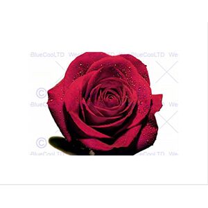 Wee Blue Coo PHOTO COMPOSITION FLOWER WET RED ROSE PETALS PRETTY FRAMED ART PRINT B12X13061 Wee Blue Coo PHOTO COMPOSITION FLOWER WET RED ROSE PETALS PRETTY FRAMED ART PRINT B12X13061