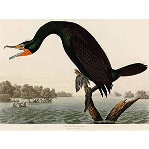 Artery8 Audubon Birds Florida Cormorant Painting Art Print Canvas Premium Wall Decor Poster Mural Artery8 Audubon Birds Florida Cormorant Painting Art Print Canvas Premium Wall Decor Poster Mural