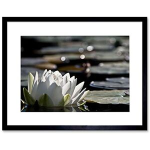 Wee Blue Coo NATURE FLOWER LOTUS WATER LILY BEAUTIFUL BLACK FRAMED ART PRINT B12X4037 Wee Blue Coo NATURE FLOWER LOTUS WATER LILY BEAUTIFUL BLACK FRAMED ART PRINT B12X4037
