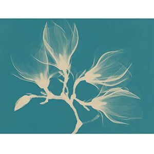 Wee Blue Coo Magnolia Branch Xray Blue Large Wall Art Poster Print Thick Paper 18X24 Inch Wee Blue Coo Magnolia Branch Xray Blue Large Wall Art Poster Print Thick Paper 18X24 Inch
