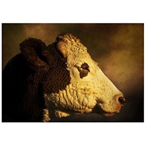 Wee Blue Coo Photo Animal Composition Portrait Cow Cattle Farm Wall Art Print Wee Blue Coo Photo Animal Composition Portrait Cow Cattle Farm Wall Art Print